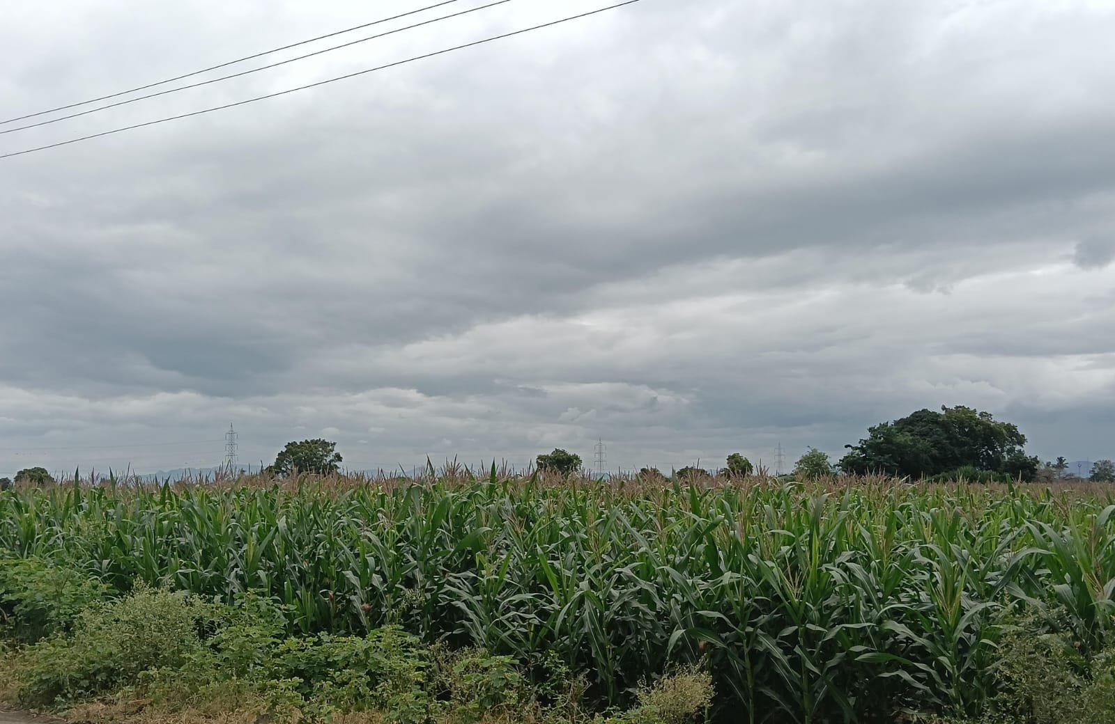 गावातील कृषी व पिकांची माहिती
